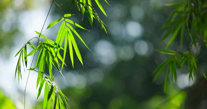 (Abstract background bamboos leave green blurry bokeh) Cinematic scene of Green buurred bamboos leaves on sunrise blurry background. Shot on cinema cam high quality (DCI4K 4096x2160p. ProRes422)