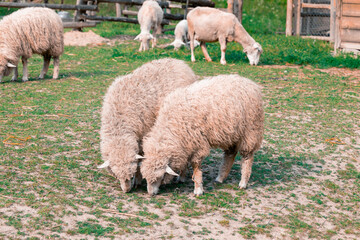 Fototapeta premium two sheep pasture active farm land animal theme country side highland space yard with grass lawn