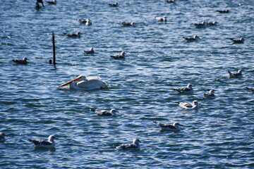 Obraz premium Pelicans and seagulls.