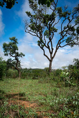 Obraz premium Backyard with large trees and lots of vegetation at dawn in the Campim Rasteiro neighborhood, municipality of Contagem, Minas Gerais.