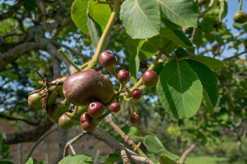 Pequi photographed on a farm in the Campim Rasteiro neighborhood, municipality of Contagem, Minas Gerais.