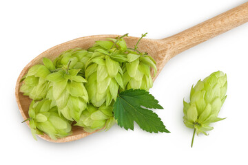 Hop cones in wooden spoon isolated on white background. Beer brewing ingredients. Top view. Flat lay