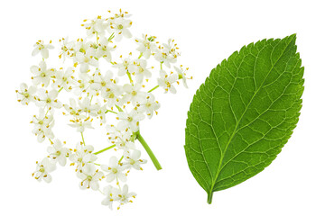 Elderberry flower or Sambucus nigra isolated on a white background.
