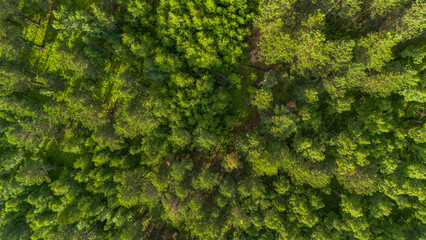 Fototapeta premium Mongolei Steppe Wald Luftaufnahme Drohne