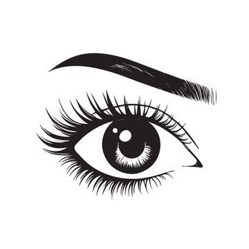 recommend clip art: Woman's eye with long eyelash and eye brow
                    