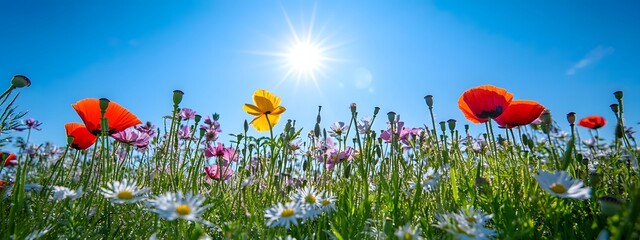 Obraz premium In the foreground, various wildflowers bloom in an open field under the bright sunshine. The sky is blue with white clouds, and there's some lens flare.