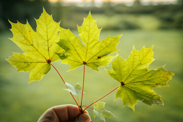 A hand holds three bright yellow maple leaves against a soft, blurred background. The leaves are illuminated by sunlight, highlighting their vibrant autumnal color and detailed veins.