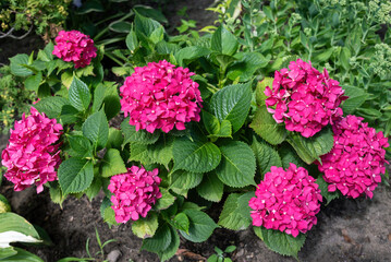 Red hydrangea flowers in the garden.