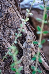 Laudakia stellio; the starred agama or the roughtail rock agama, or 