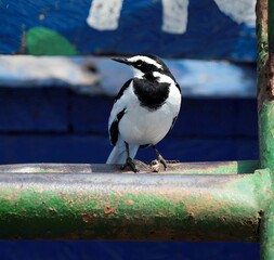 one pied flycatcher sitting on a metal pole on a fishing boat in Africa