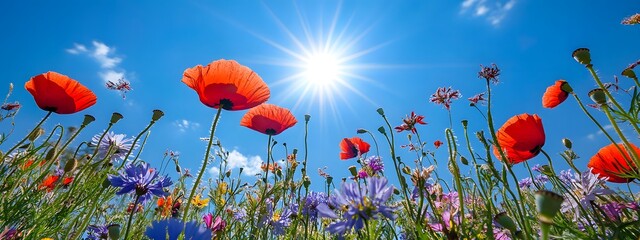 Obraz premium In the foreground, various wildflowers bloom in an open field under the bright sunshine. The sky is blue with white clouds, and there's some lens flare.
