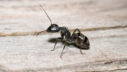 ant on wood
