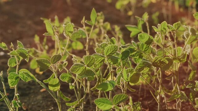 Agricultural Soy Plantation Background. Blooming Soybeans In Field In Spring. Green Soybean Field At Agricultural Farm.