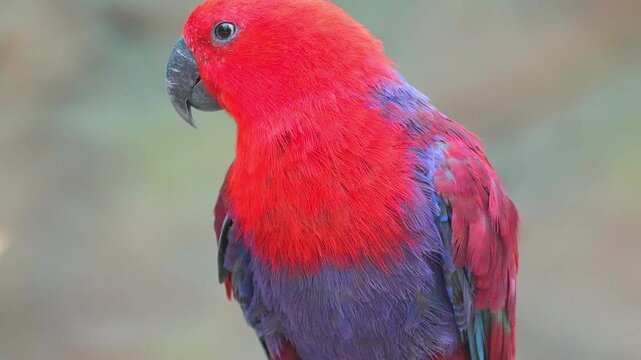 Moluccan Eclectus (Eclectus roratus), Parrot Native to the Maluku Islands (Moluccas) Scimitar 4k Slow Motion 120fps"
