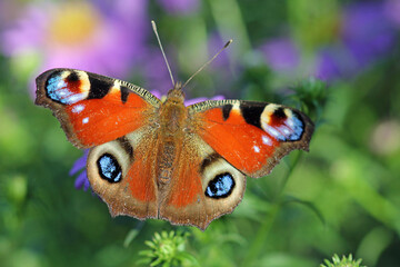 peacock butterfly on a flower