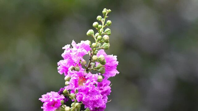 Lagerstroemia speciosa (Giant Crepe-Myrtle, Queen's Crepe-Myrtle, Banab&aacute; Plant, Pride of India, Queen's Flower), Native to Tropical Southern Asia Scimitar 4k Slow Motion 120fps