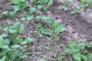 Cultivation of winter rapeseed in autumn after weed control treatment. Dying weeds after herbicide application.