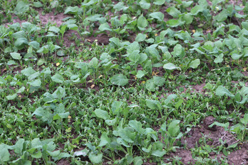 Cultivation of winter rapeseed in autumn after weed control treatment. Dying weeds after herbicide application.