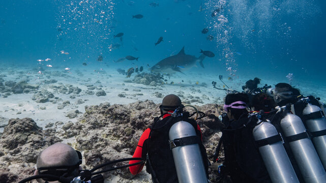 Scuba Diving in Fuvahmulah Tiger Shark Point