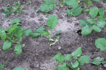 Cultivation of winter rapeseed in autumn after weed control treatment. Dying weeds after herbicide application.