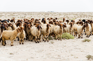 Flock of sheep grazing in the desert