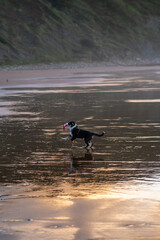puppy running on the beach at sunset in the Basque Country