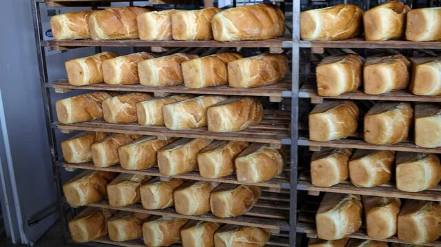 From Oven to Shelves, Abundant Freshly Baked Rectangular Bread