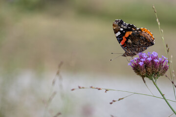 Admiral butterfly outdoors on a flower.
