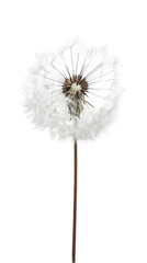 A close up image of a dandelion with its seeds ready to fly away in the wind.