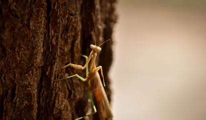 Praying Mantis on tree and facing camera