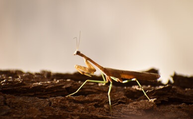 praying mantis standing on a tree