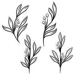 Set of floral elements vector illustration, minimalist botanical line drawn 