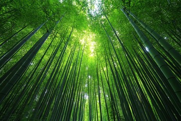 A dense bamboo forest, with tall green stalks reaching toward the sky, creating a tranquil, serene atmosphere