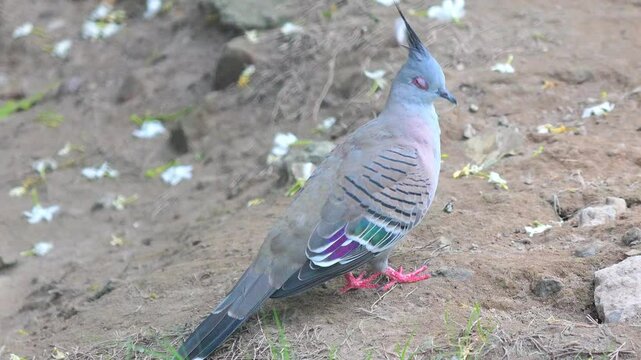 Crested Pigeon (Ocyphaps lophotes) Scimitar 4k Slow Motion 120fps
