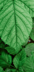 A detailed close-up of a vibrant green leaf, highlighting its veins and natural texture.