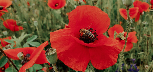 A close-up of a bee collecting nectar from a bright red poppy flower in a field.