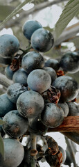 A close-up of a bunch of dark grapes hanging from a vine, showcasing natural agricultural produce.