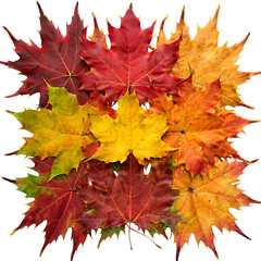 Fototapeta premium Collection of Autumn Maple Leaves in Yellow, Orange, and Red