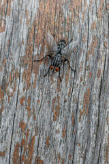 Black fly on chipped wood.
