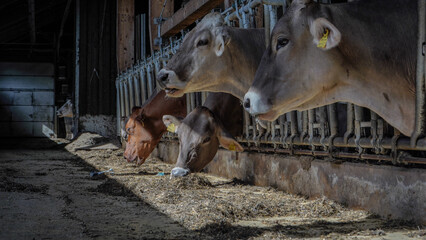 Cows © Kamil