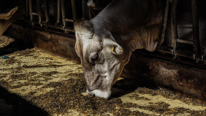 Cow © Kamil