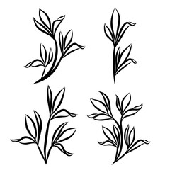 Set of black and white leaves elements vector illustration, minimalist botanical line drawn 