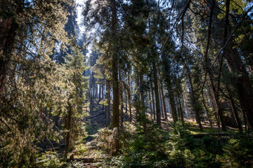 Fototapeta premium The sun shines brightly through the tree branches onto a hiking trail in Sequoia National Park, California.