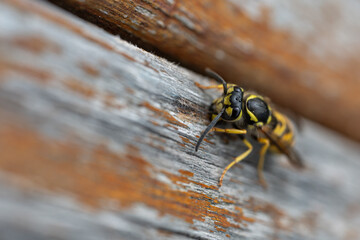The wasp bites the wood for its nest.
