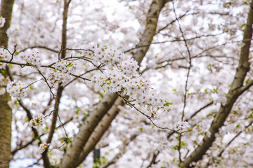 Hongkou District, Shanghai - Cityscape with cherry blossoms in full bloom in spring