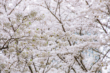 Hongkou District, Shanghai - Cityscape with cherry blossoms in full bloom in spring