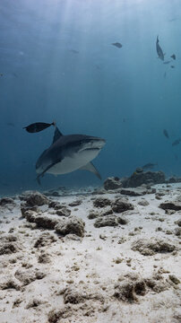 sharks in the sea