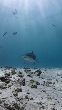 fish in the sea