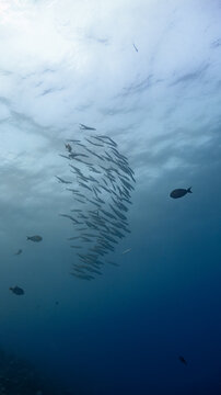 Group of fishes