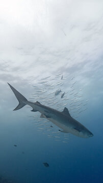 Tiger Shark 